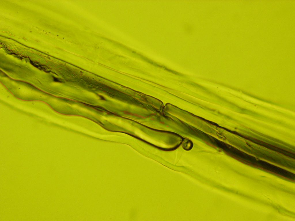 Hemp at 40x magnification. Credit: Edward Dowlman via Wikimedia Commons.